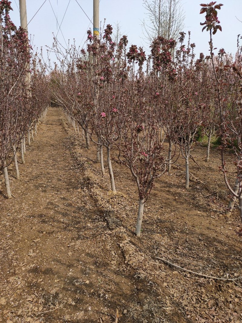 基地出售芭蕾舞海棠地径4-6公分花色漂亮工程绿化