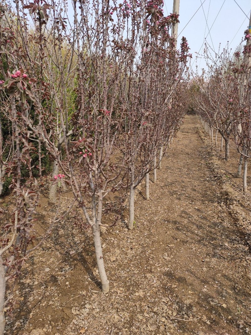 基地出售芭蕾舞海棠地径4-6公分花色漂亮工程绿化