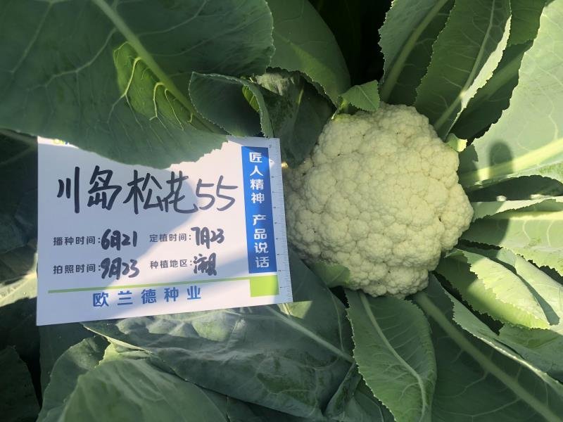 花菜种子，丰田青梗花菜种子，，川岛松花夏季专用品种
