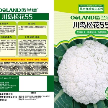 花菜种子，丰田青梗花菜种子，，川岛松花夏季专用品种
