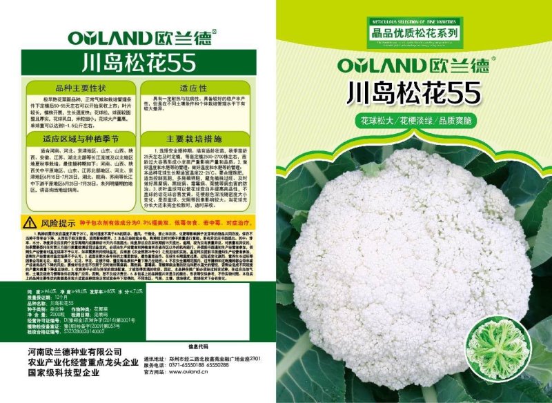 花菜种子，丰田青梗花菜种子，，川岛松花夏季专用品种