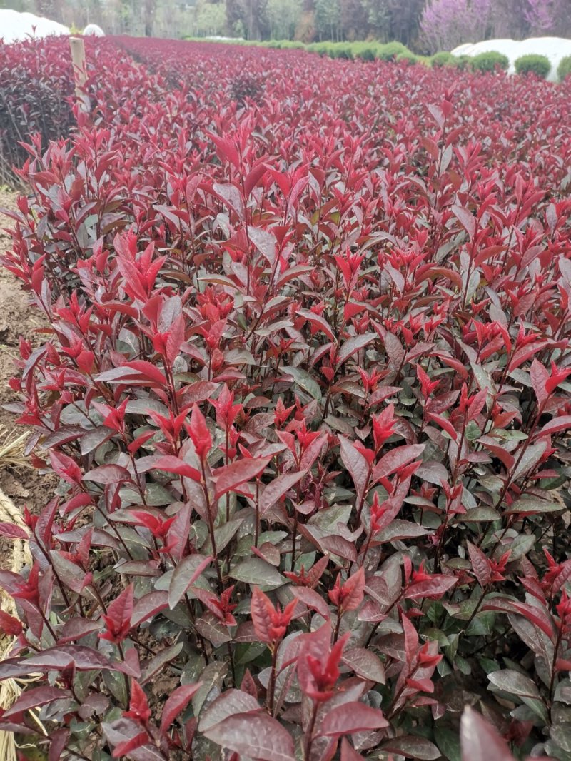 陕西营养杯紫叶矮樱颜色鲜红成活率高40-60高