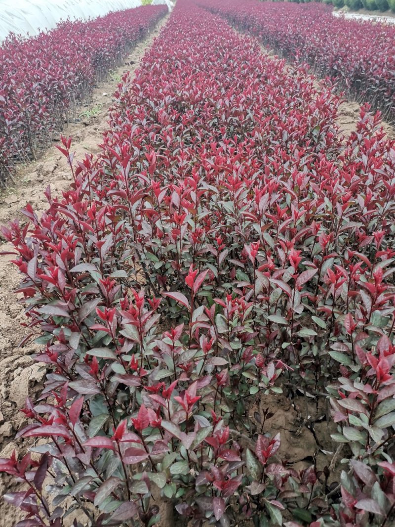 陕西营养杯紫叶矮樱颜色鲜红成活率高40-60高