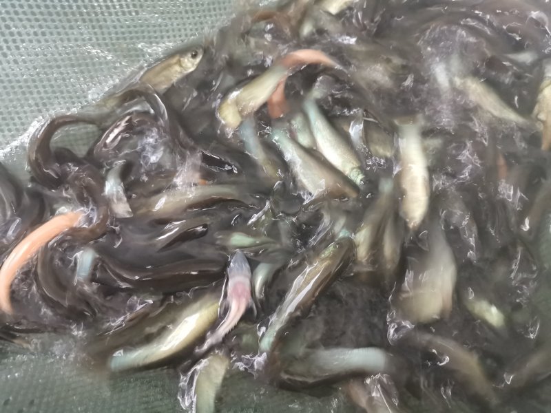 鲈鱼苗鱼苗加州鲈鱼