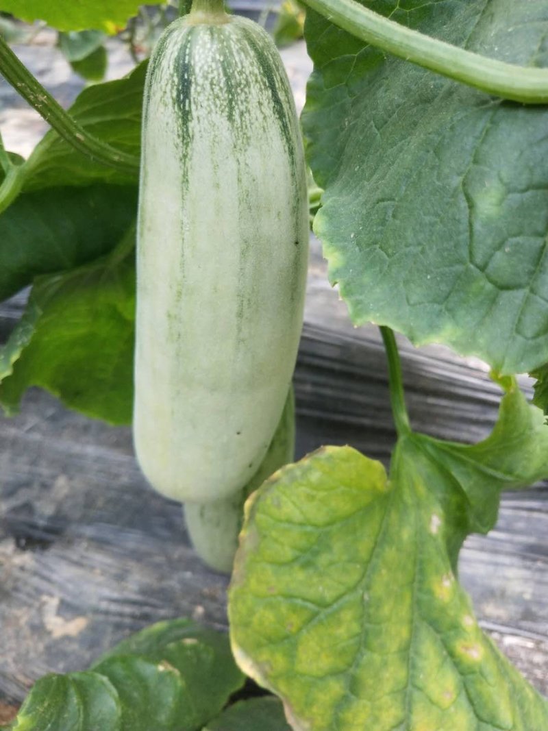 莘县蔬菜瓜果第一县