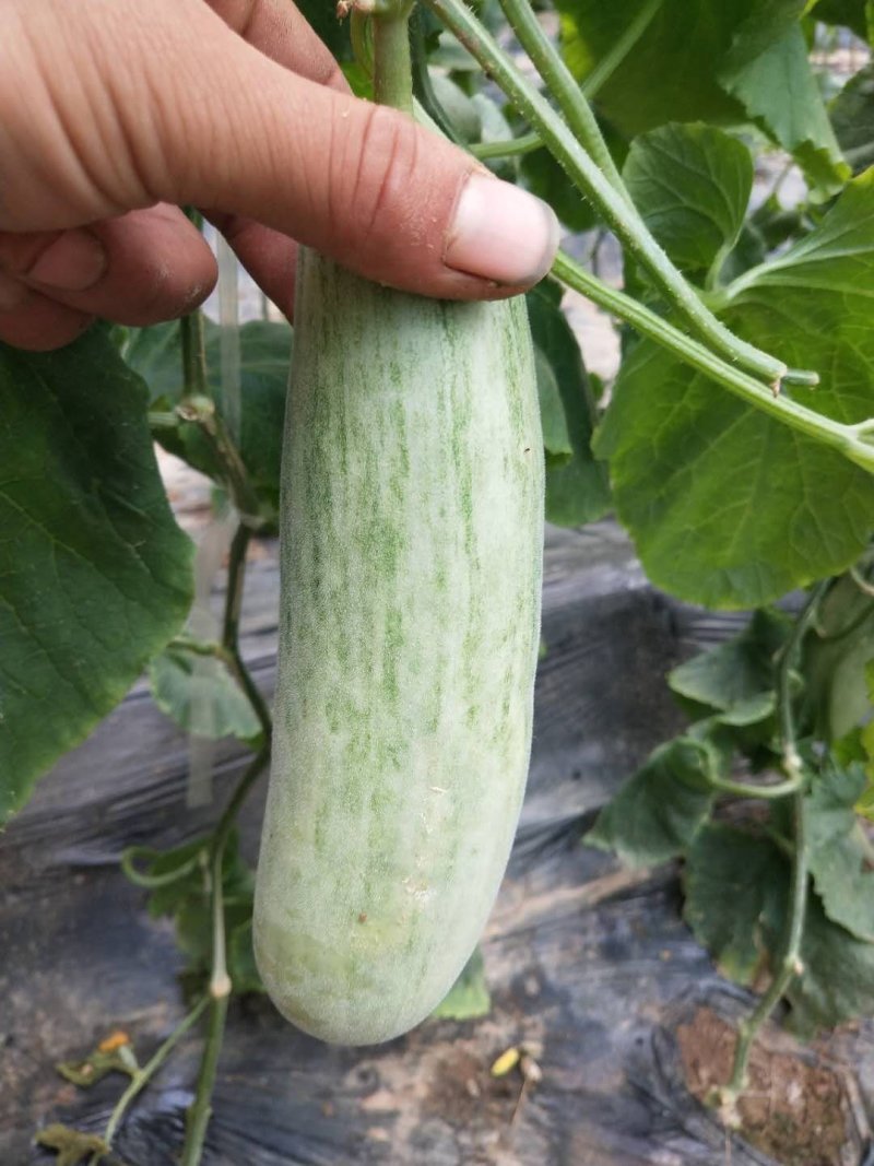 莘县蔬菜瓜果第一县