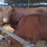 [热]黄牛犊改良品种大体型适应强包技术包成活包运输
