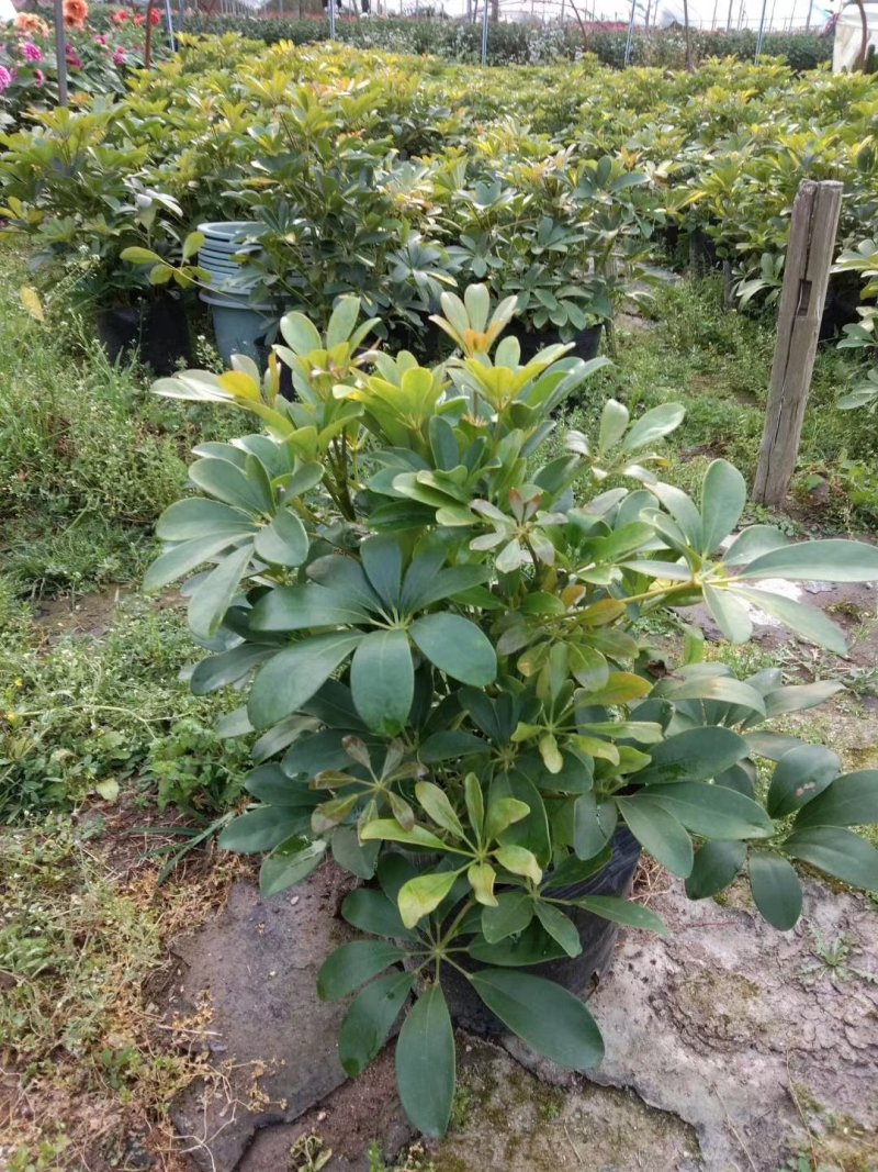 鹅掌柴