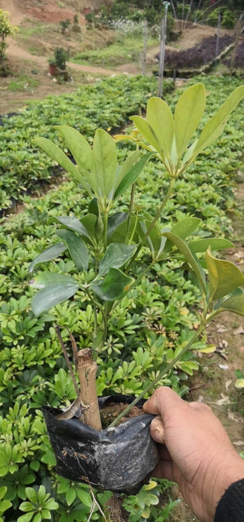 鹅掌柴