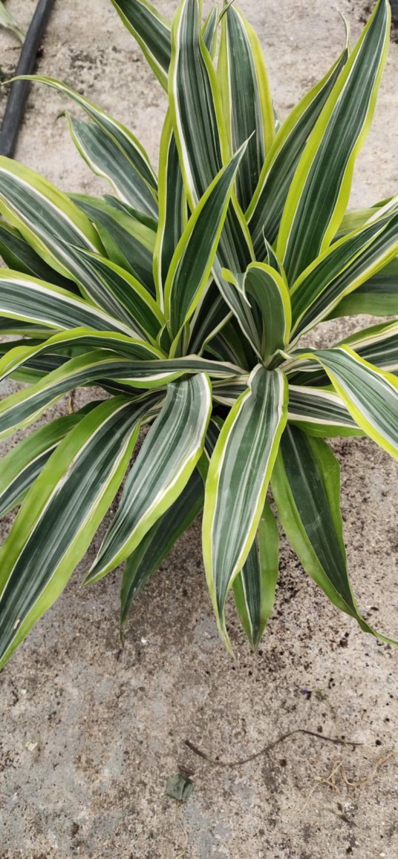 140#巴西铁株型大叶茂观叶