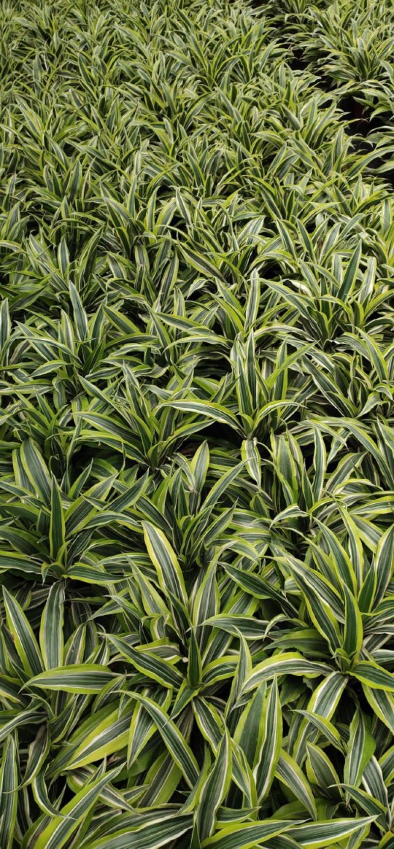 140#巴西铁株型大叶茂观叶
