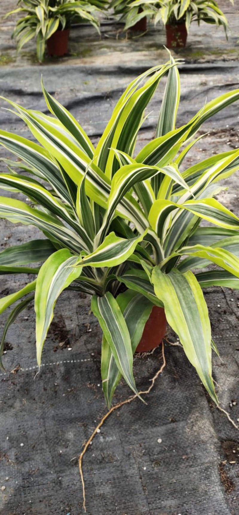 140#巴西铁株型大叶茂观叶