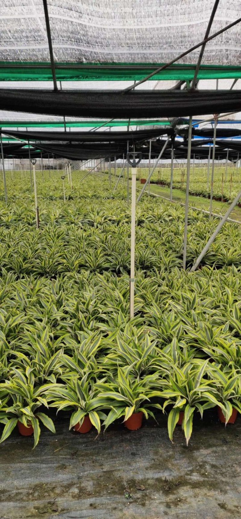 140#巴西铁株型大叶茂观叶