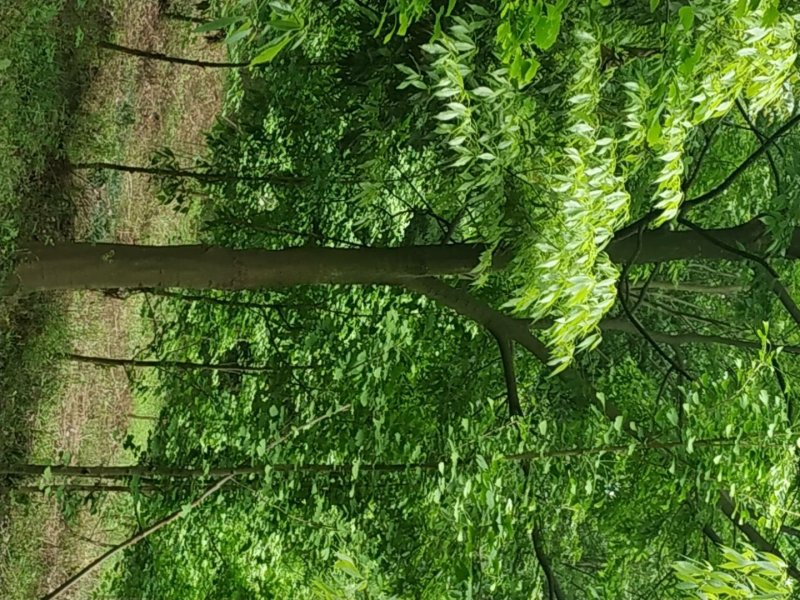 楠木