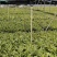 140#巴西铁株型大叶茂观叶