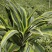 140#巴西铁株型大叶茂观叶