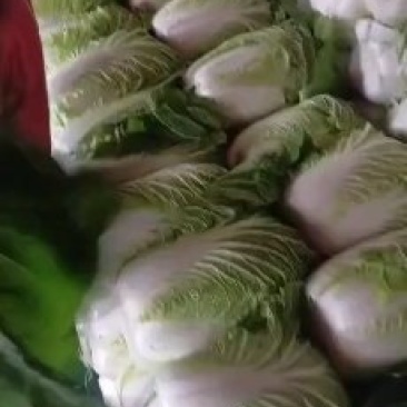 菊锦黄心菜