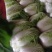 菊锦黄心菜