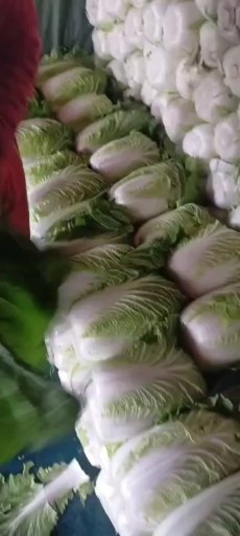 菊锦黄心菜