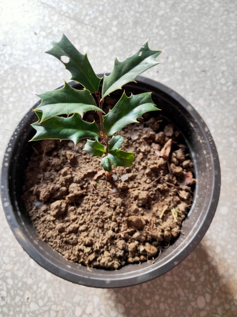 老虎刺绿化苗木猫儿刺老鼠刺枸骨树鸟不宿盆景盆栽