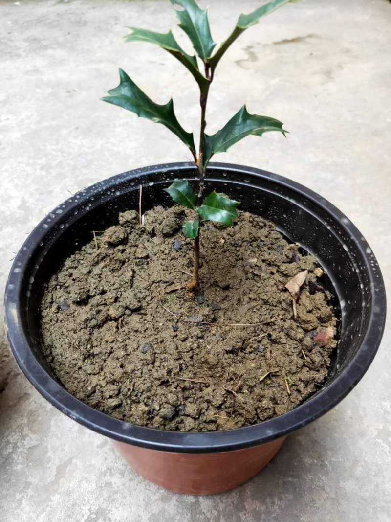 老虎刺绿化苗木猫儿刺老鼠刺枸骨树鸟不宿盆景盆栽