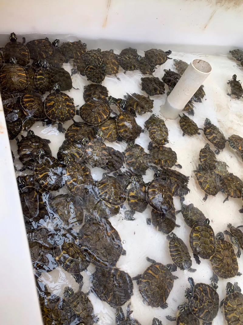 纯种火焰龟碌1年龟1-5两重/只(7-12厘米)
