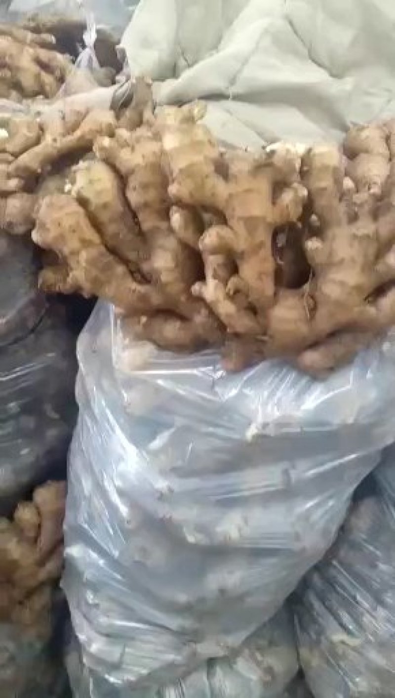 优质生姜产地批发，大黄姜，小黄姜货源充足，全国发货