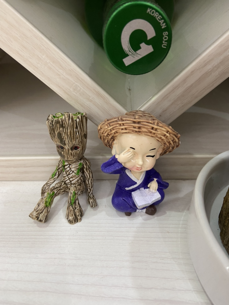 巴西木盆栽水养迷你室内桌面绿植四季常青格鲁特水培植物