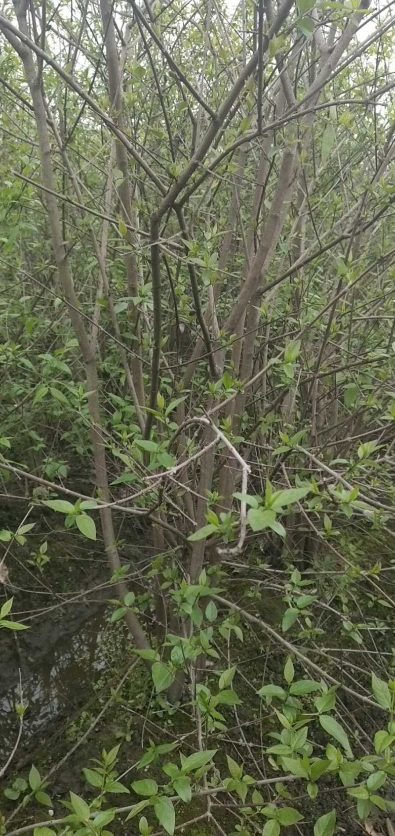 丛生腊梅