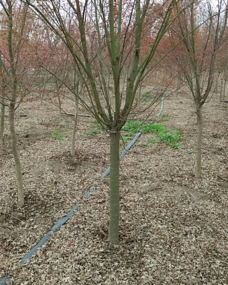 红枫日本红枫嫁接红枫原生红枫彩色彩色品种