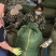 【野生化石草】高品质货大量批发长期供应大货