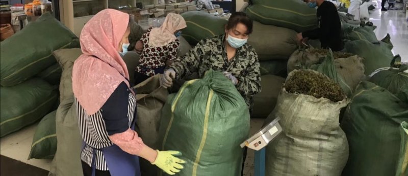 【野生化石草】高品质货大量批发长期供应大货