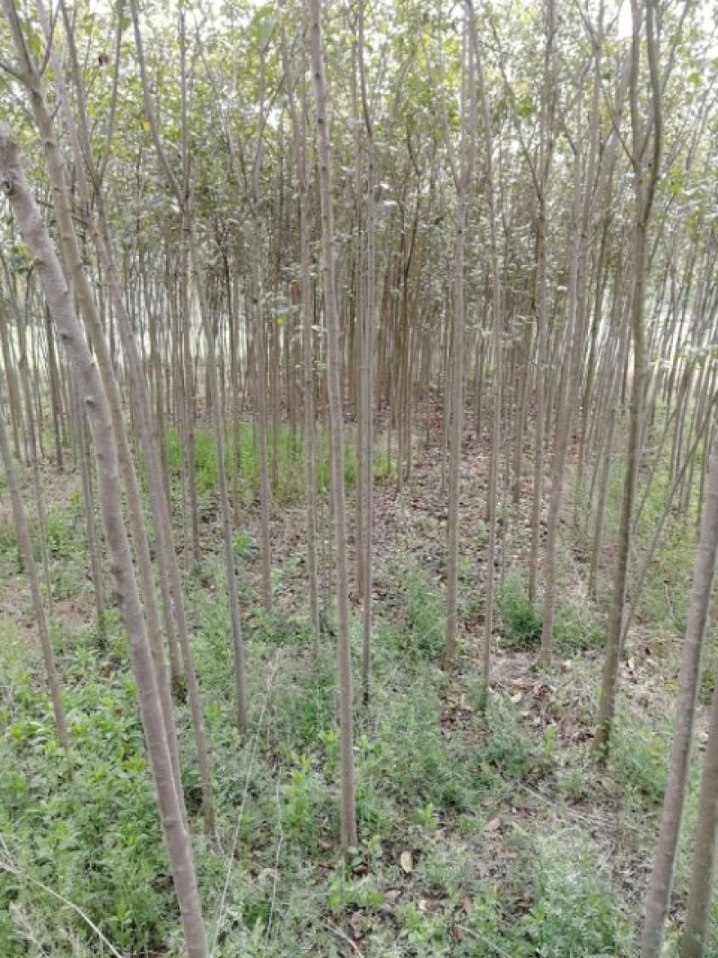 绿化乔木精品大叶女贞4-20公分，分枝可选