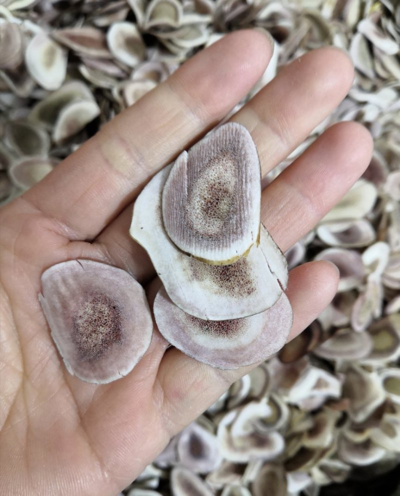 鹿角片130一斤包邮长白山鹿茸片中药材鹿角下单联系客服