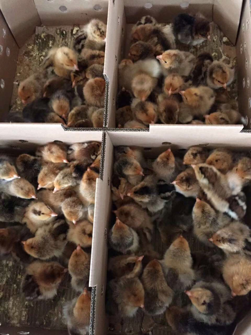 青脚麻鸡苗，铁脚麻鸡苗，品质有保证假一赔十