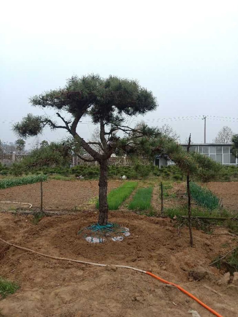 造型油松