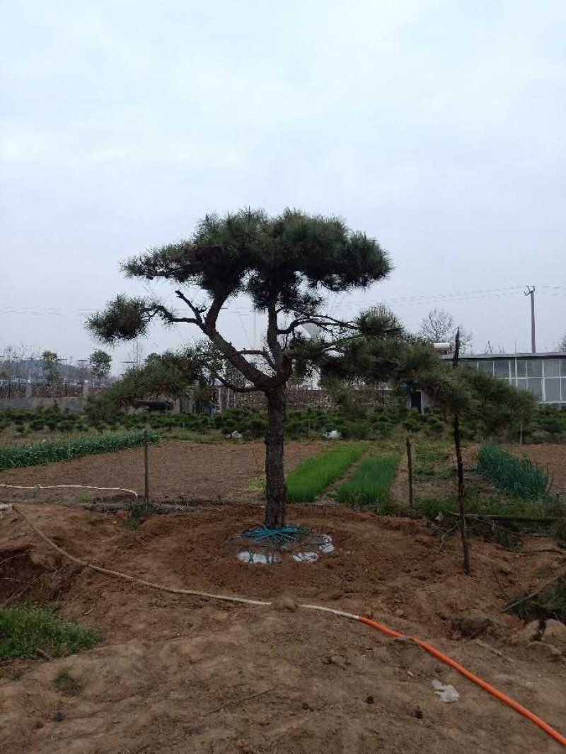造型油松