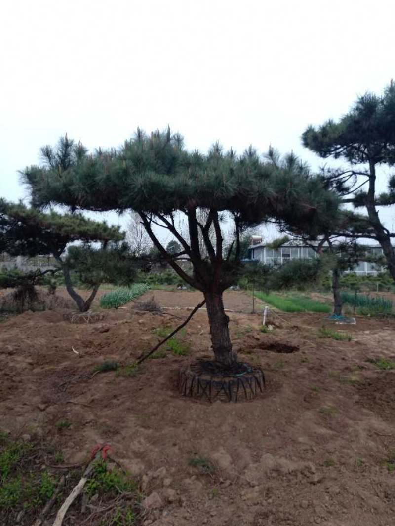 造型油松