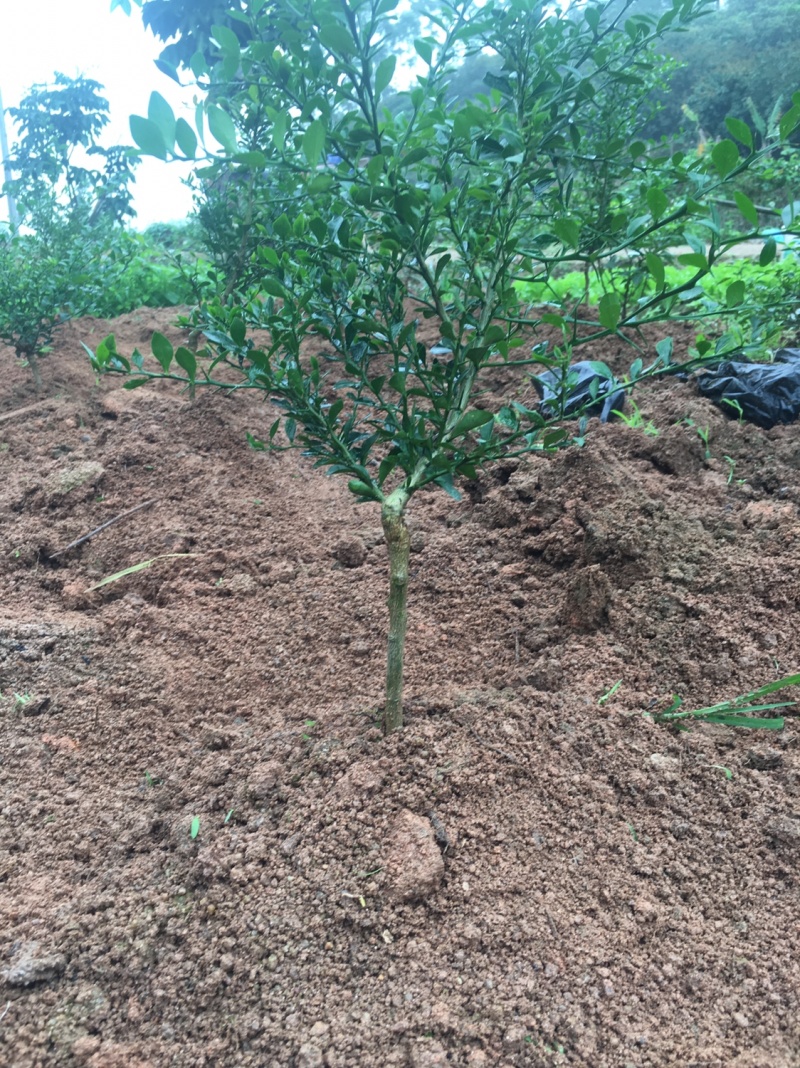 柠檬澳洲手指柠檬苗适合南北种植家庭盆种植耐寒耐旱