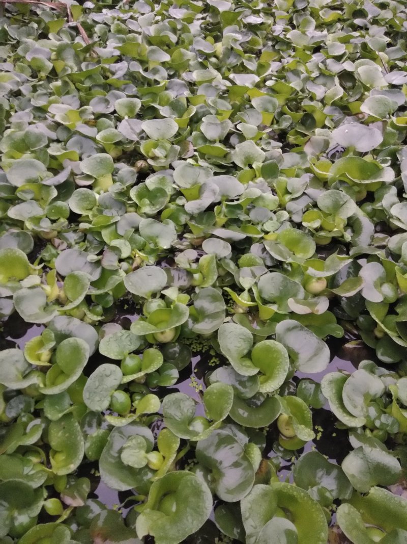 凤眼蓝别名水葫芦这里成灾了求带走鱼虾蟹遮阴好帮手
