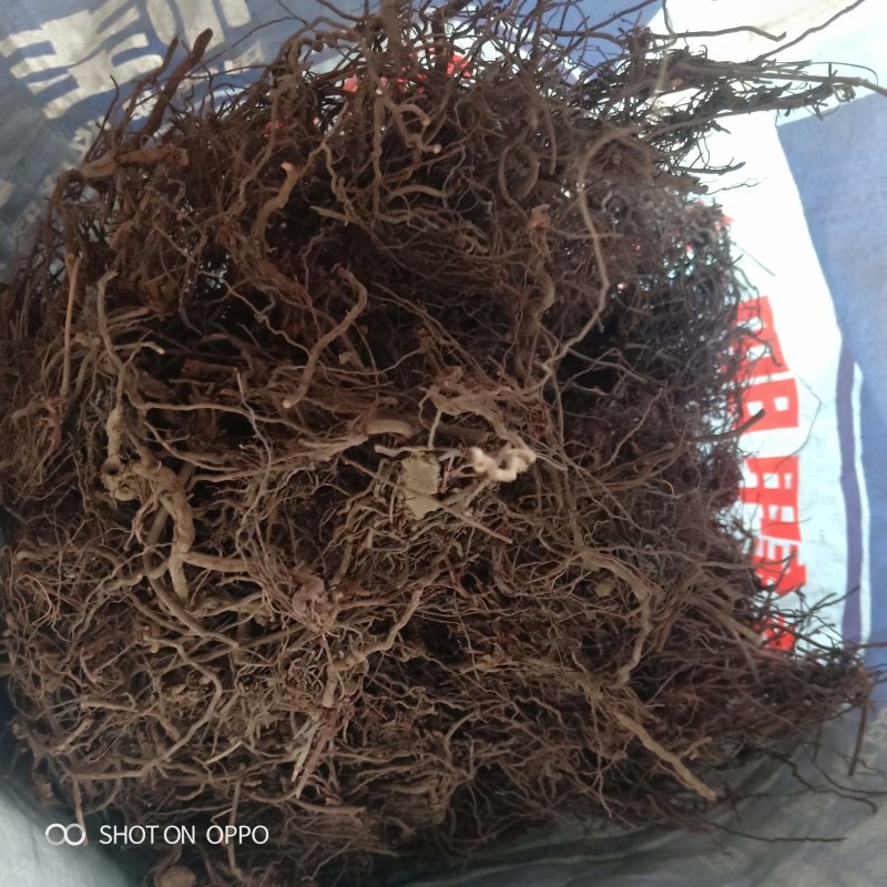 陕西关中一代的野生茜草，没有抽大条，大通货，质量优，干度