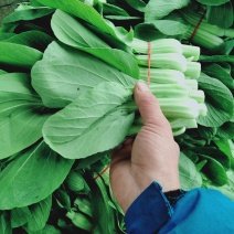 菜苔