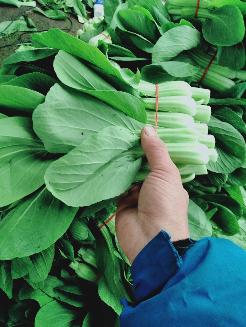 菜苔