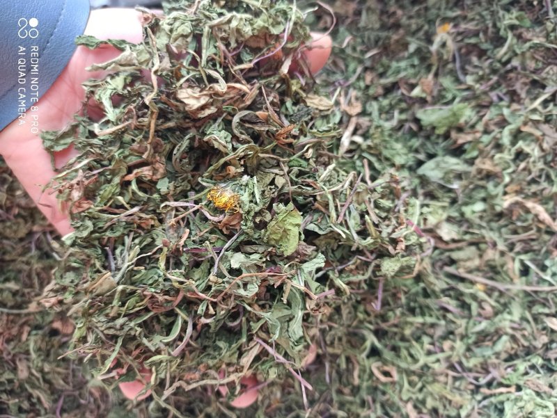 蒲公英野生公英批发零售中药材品质保证