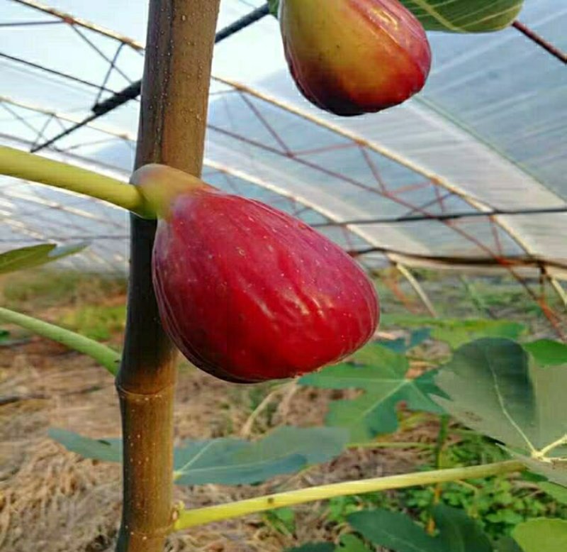 无花果树苗，特大波姬红，盆栽地栽南北方种植果树苗当年结果