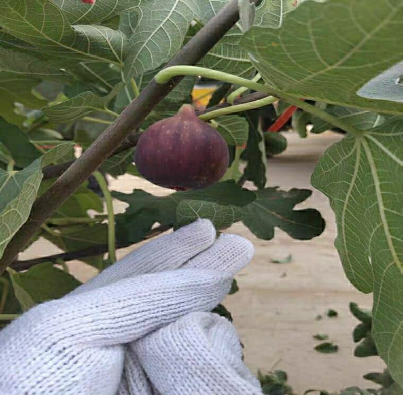 无花果树苗，特大波姬红，盆栽地栽南北方种植果树苗当年结果