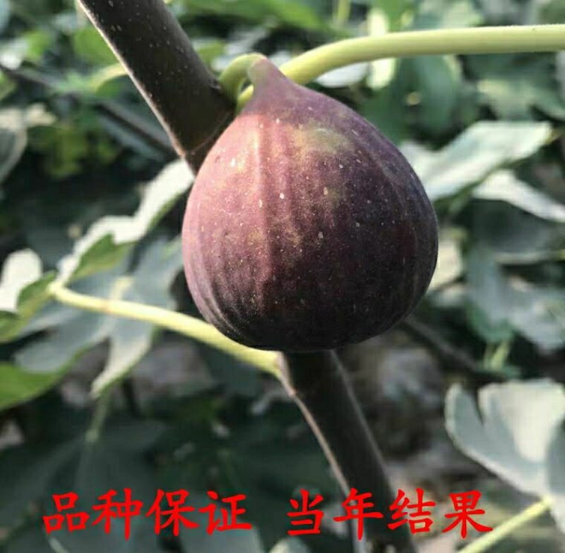 无花果树苗，特大波姬红，盆栽地栽南北方种植果树苗当年结果