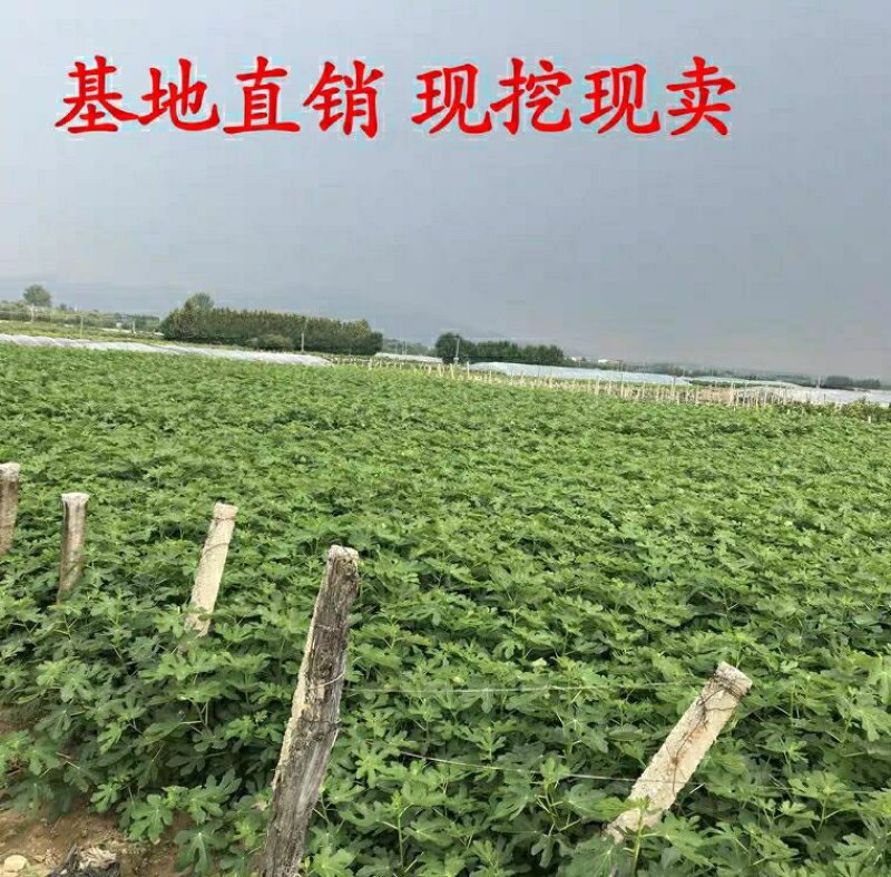 无花果树苗，特大波姬红，盆栽地栽南北方种植果树苗当年结果