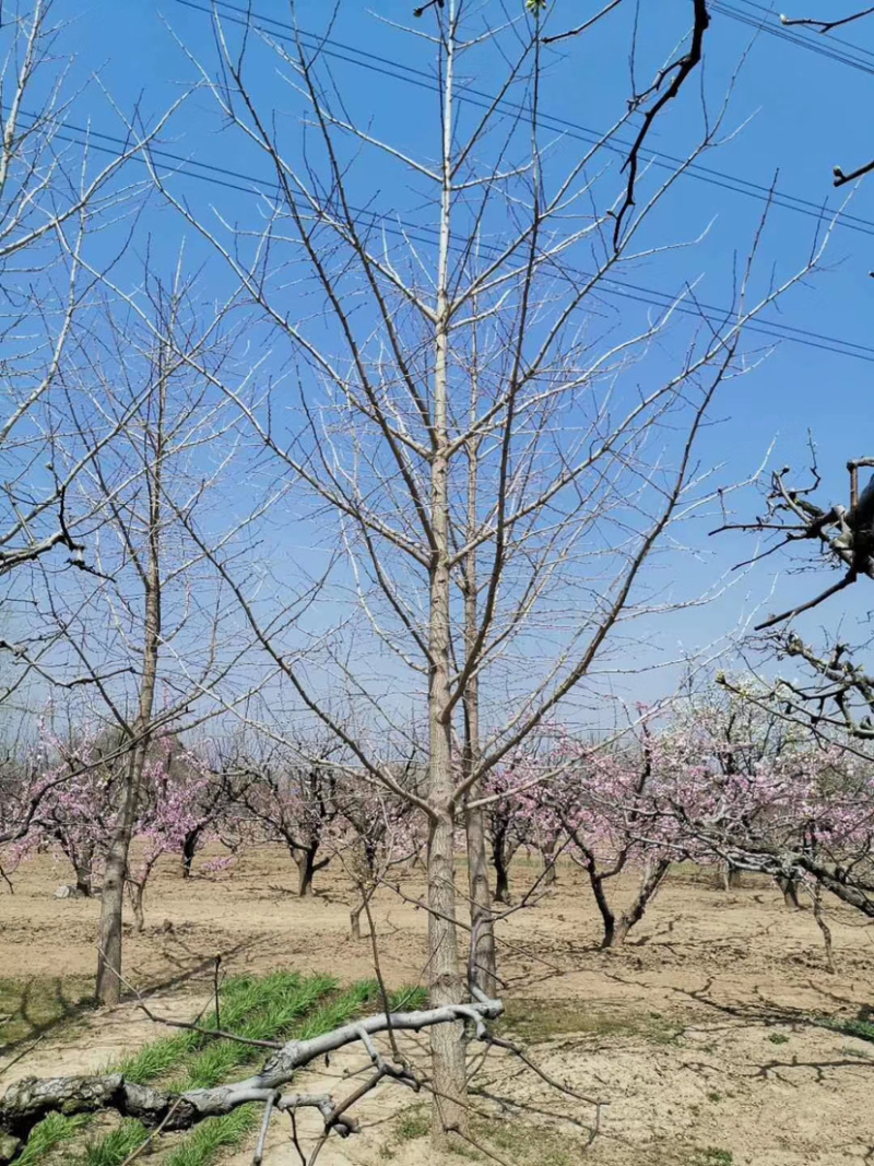 山东银杏树邳州银杏树砀山银杏树产地直供货量大包成活