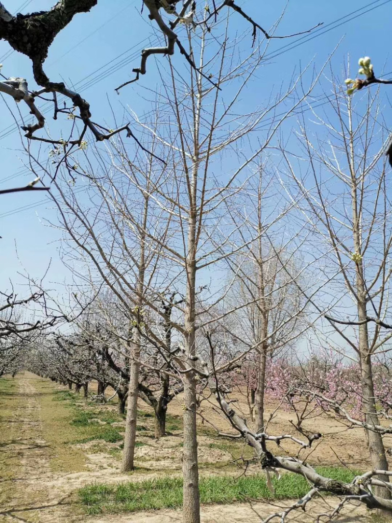 山东银杏树邳州银杏树砀山银杏树产地直供货量大包成活